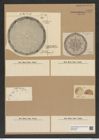 Aulacodiscus oregonus Hard. et Bail. (de-Toni-Nr.: Genus 182, Species 4530) Zeichnungen Sammlung Grunow Nr. 8120 (NHMW-BOT-W0377469)